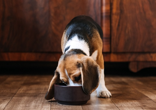 Qual o melhor material para pote de cachorro? Manu Karsten responde Envato Elements