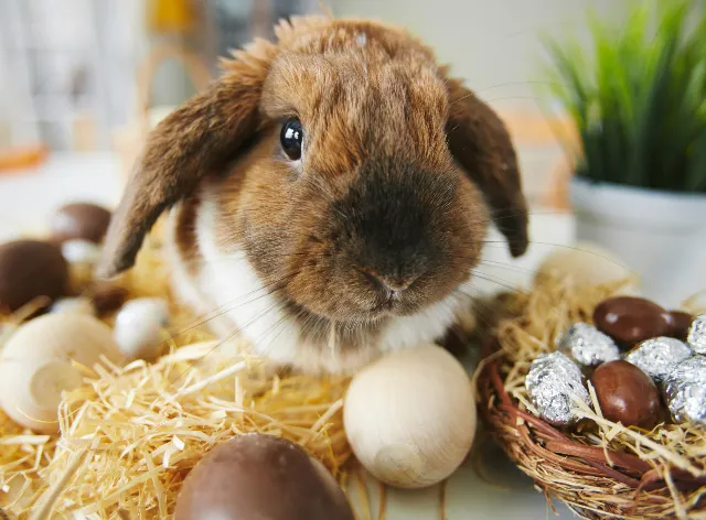 Saiba a relação entre o coelho da Páscoa e os ovos de chocolate com a data cristã