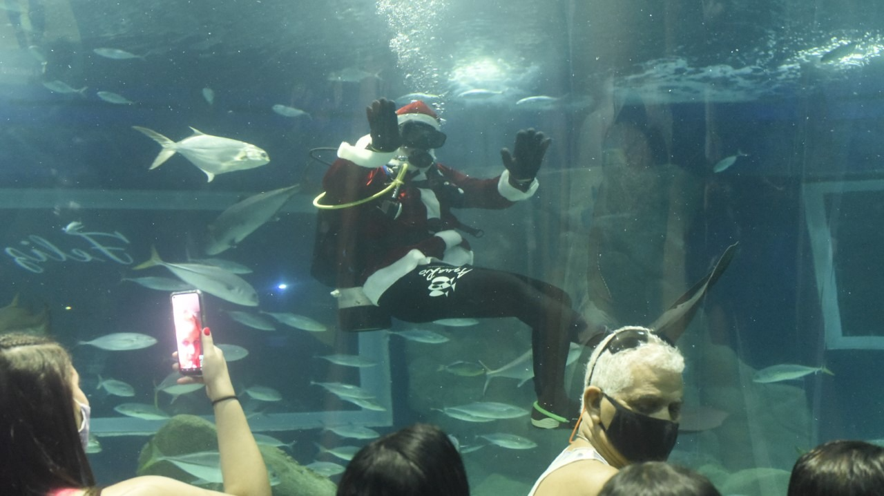 Feliz Natal: Papai Noel mergulhando com tubarões e sereia é atração no AquaRio  AquaRio