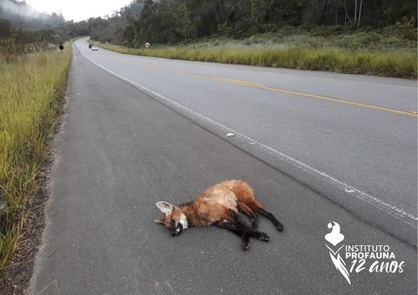 Lobo-guará foi encontrado morto na rodovia Oswaldo Cruz Divulgação/Instututo Profauna