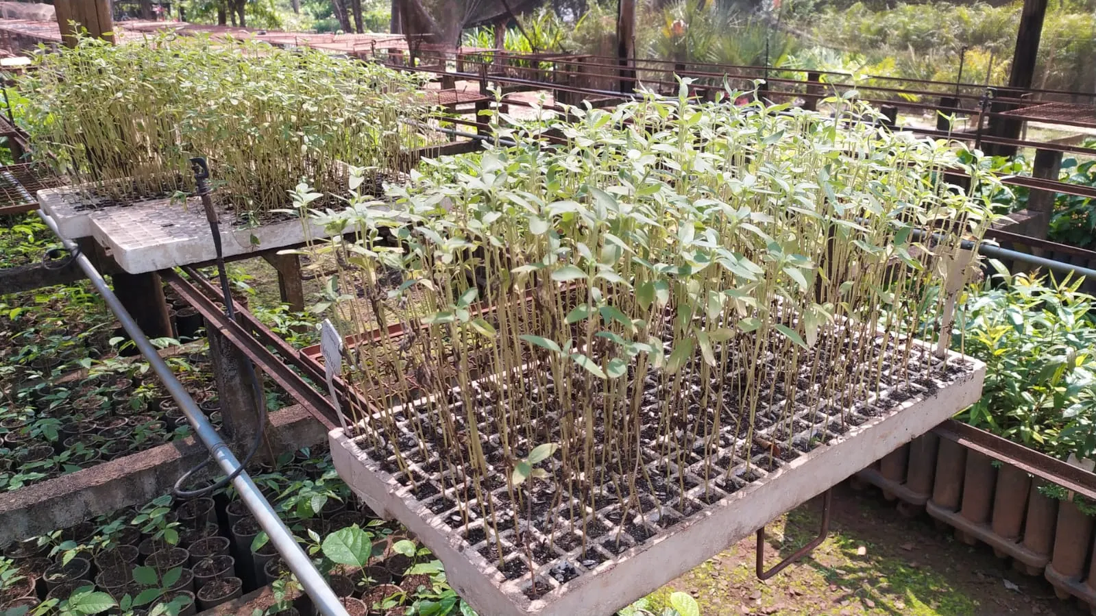 Usuários aprenderão sobre o plantio de ornamentais e árvores frutíferas