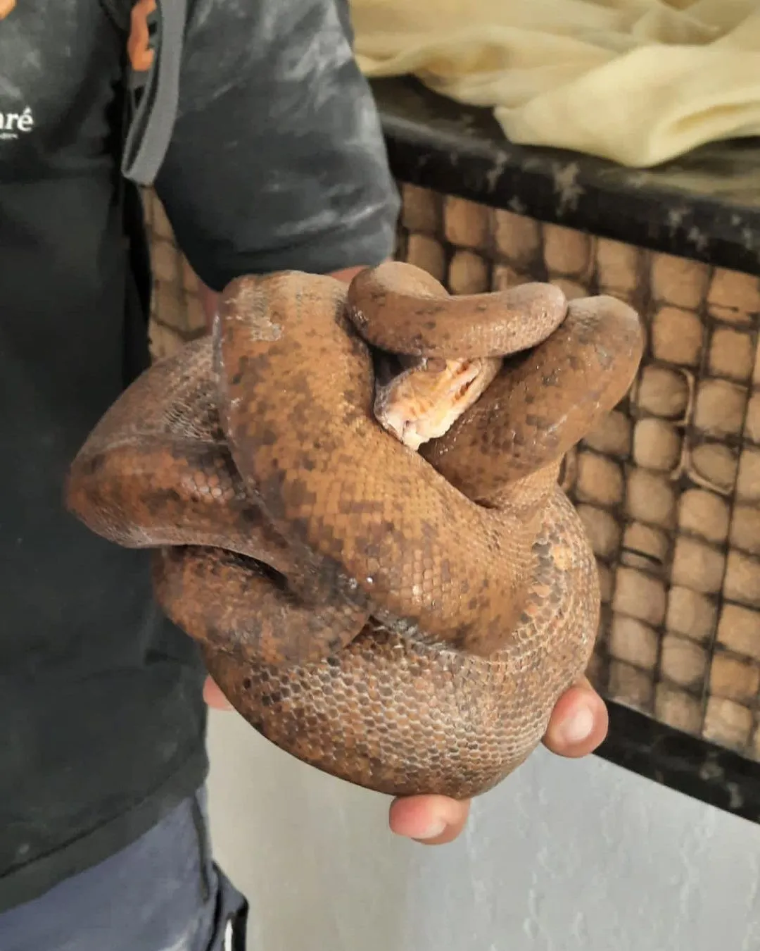 Cobra solta por engano no Parque Nacional da Tijuca é encontrada por um  cachorro e resgatada, Rio de Janeiro