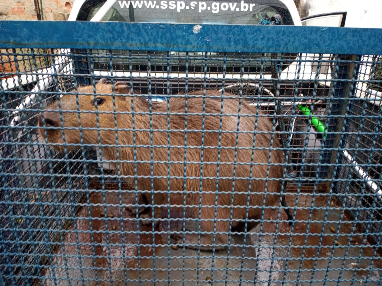 Capivara é resgatada dentro de casa no bairro Sumaré, em Caraguatatuba Divulgação/Polícia Ambiental