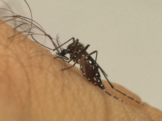 Casos de dengue aumentam em São Paulo 