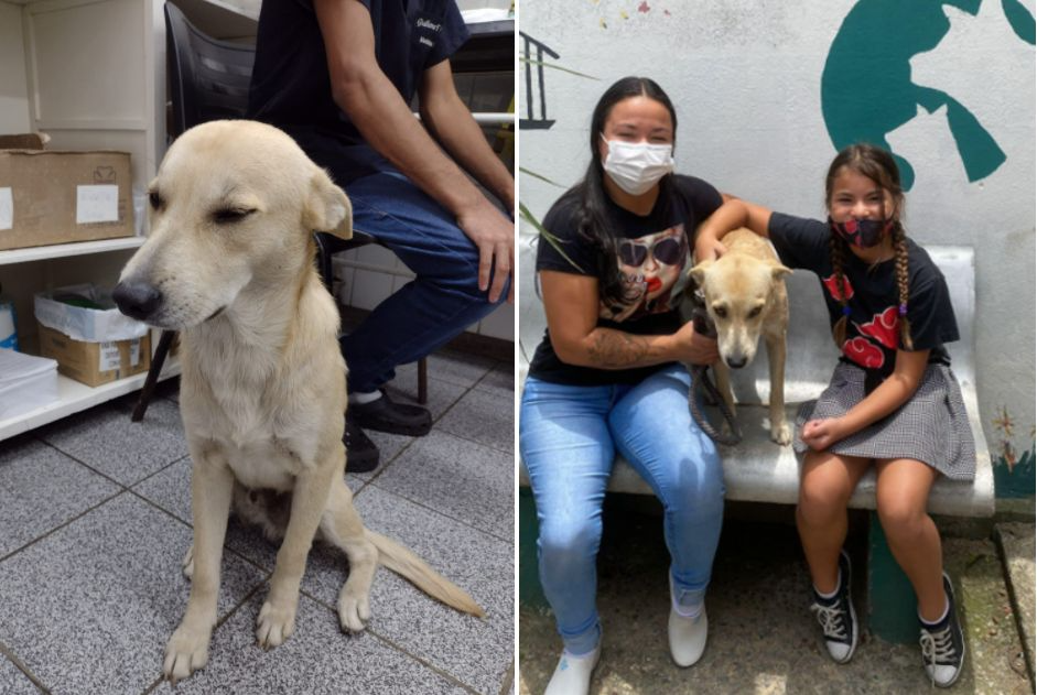Cão que esperava pelo dono morto diante de hospital reencontra a antiga família