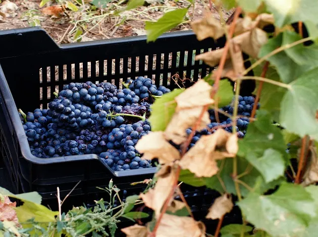 Cerca de 2 mil tipos de uvas produzem vinhos no mundo hoje; sommelier explica 