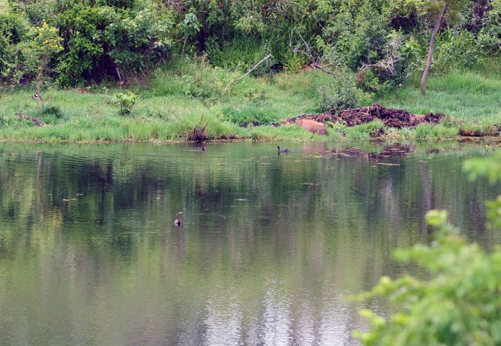 A criança de um ano e oito meses que foi atacada por um jacaré-tinga na Lagoa Grande, em Porangatu, na região norte de Goiás Foto: EBC