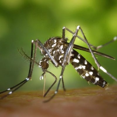 Ação tem como objetivo reduzis os criadouros do mosquito da dengue  Divulgação 