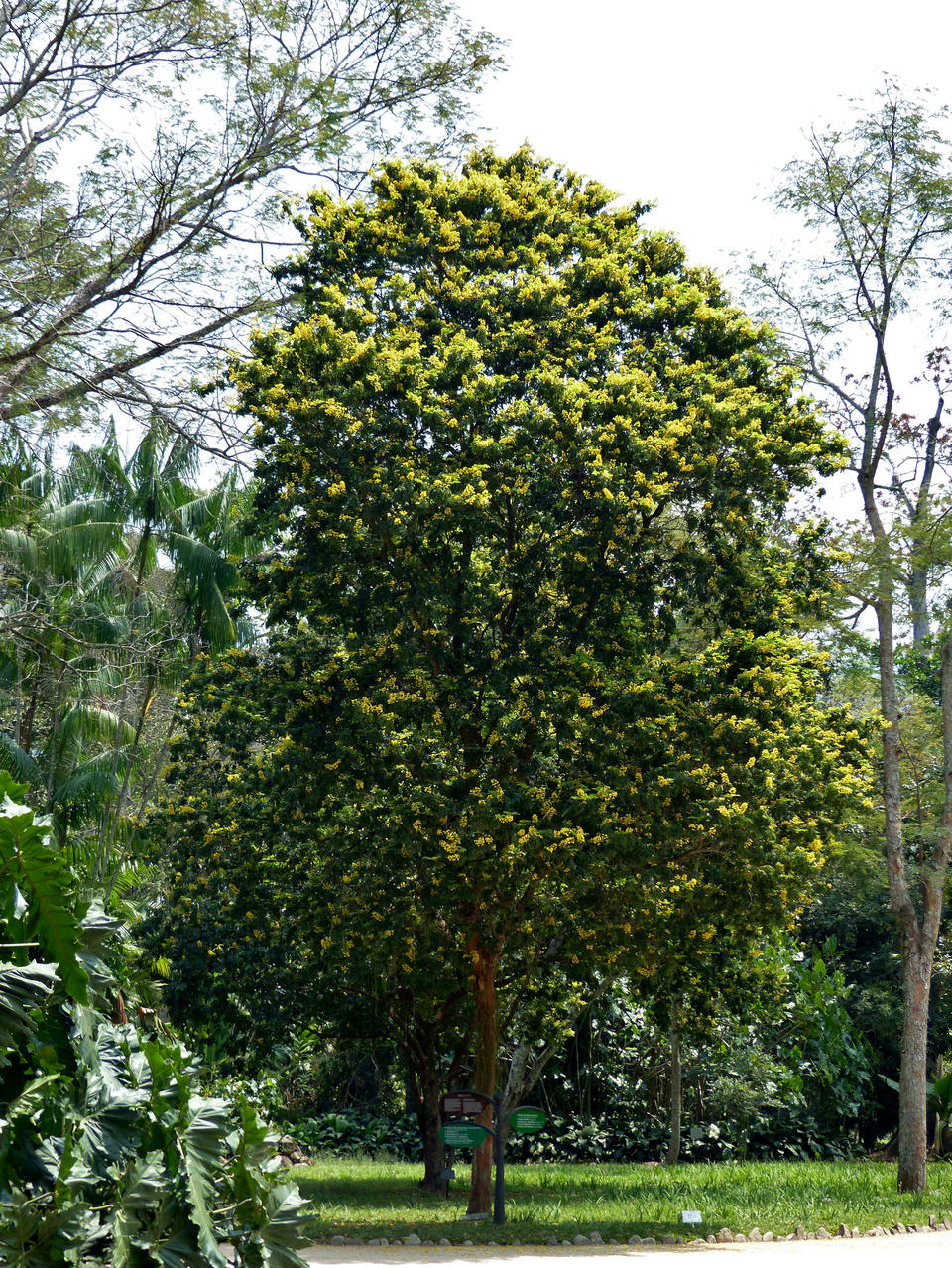 O pau-brasil é uma das espécies presentes no arboreto do Jardim Botânico Alexandre Machado/JBRJ