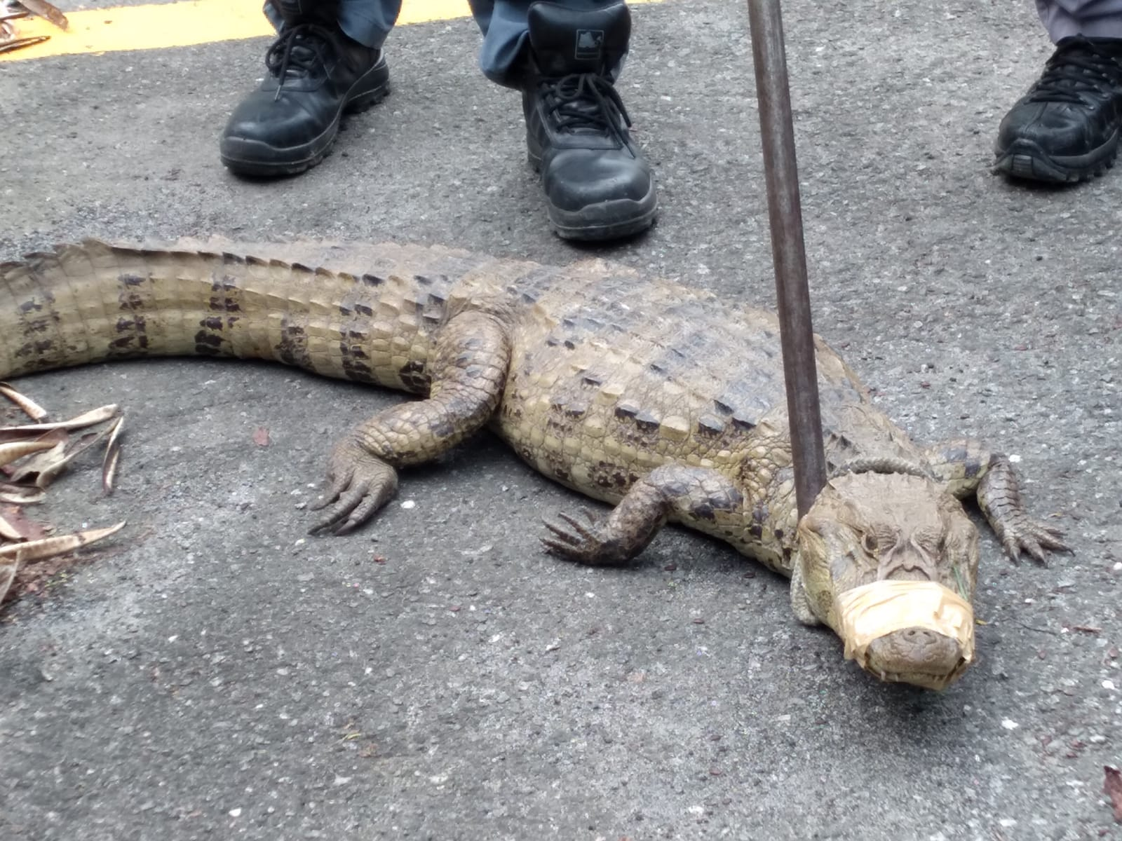 Polícia Ambiental captura jacaré de 1,60m na Vila dos Comerciários, em Guaratinguetá Divulgação/Polícia Ambiental