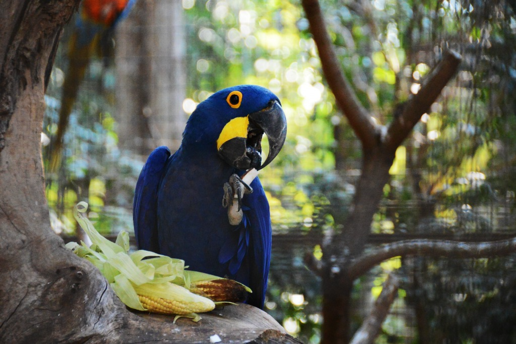 Zoo fica na Vila Hortência Prefeitura de Sorocaba