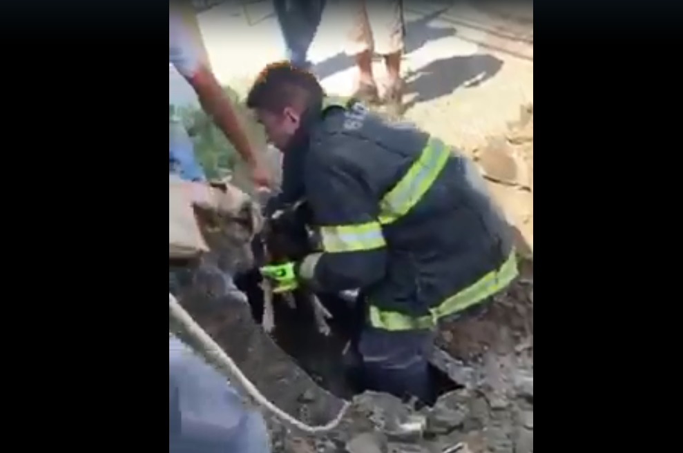 VÍDEO: Bombeiros usam retroescavadeira para resgatar cachorro em Cruzeiro