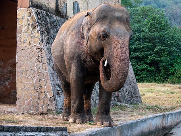 Kaavan ficou conhecido como “o elefante mais solitário do mundo” Divulgação/Smithsonian Channel