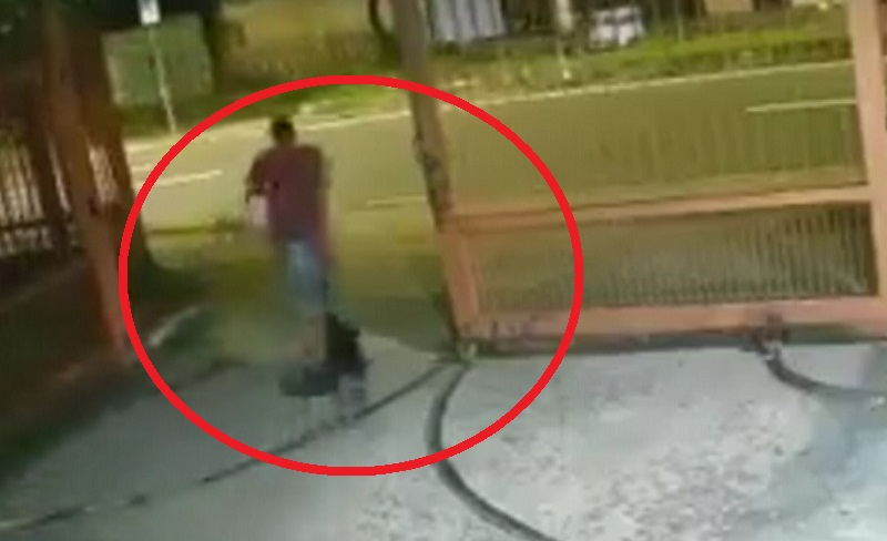 Vídeo: cadela põe ladrão para correr em tentativa de assalto contra escola no AM