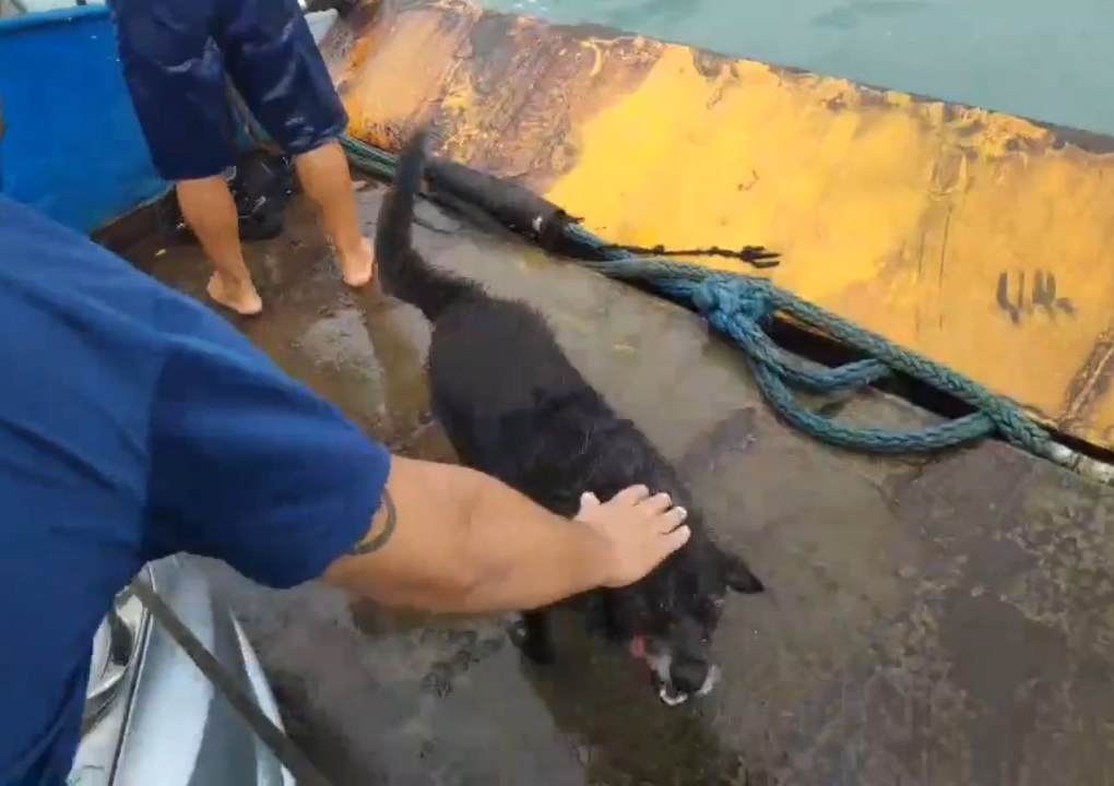 Funcionário da balsa salta no mar para resgatar cachorro na travessia entre Ilhabela e São Sebastião Mauro Sergio Lopes Silva