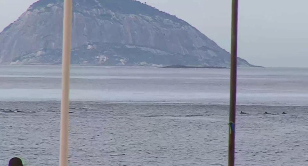 Golfinhos fazem espetáculo no mar de Copacabana e encantam cariocas Redes Sociais