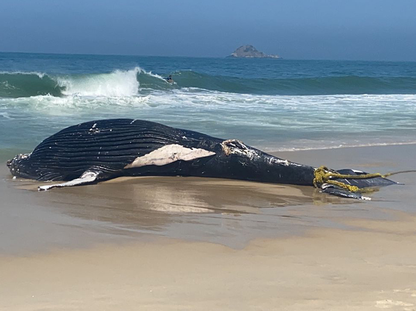 Baleia jubarte é encontrada morta nas areias da praia de São Conrado, no Rio de Janeiro Julia Kallembach/BandNews FM