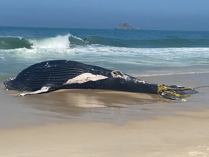 Baleia jubarte é encontrada morta nas areias da praia de São Conrado, no Rio de Janeiro