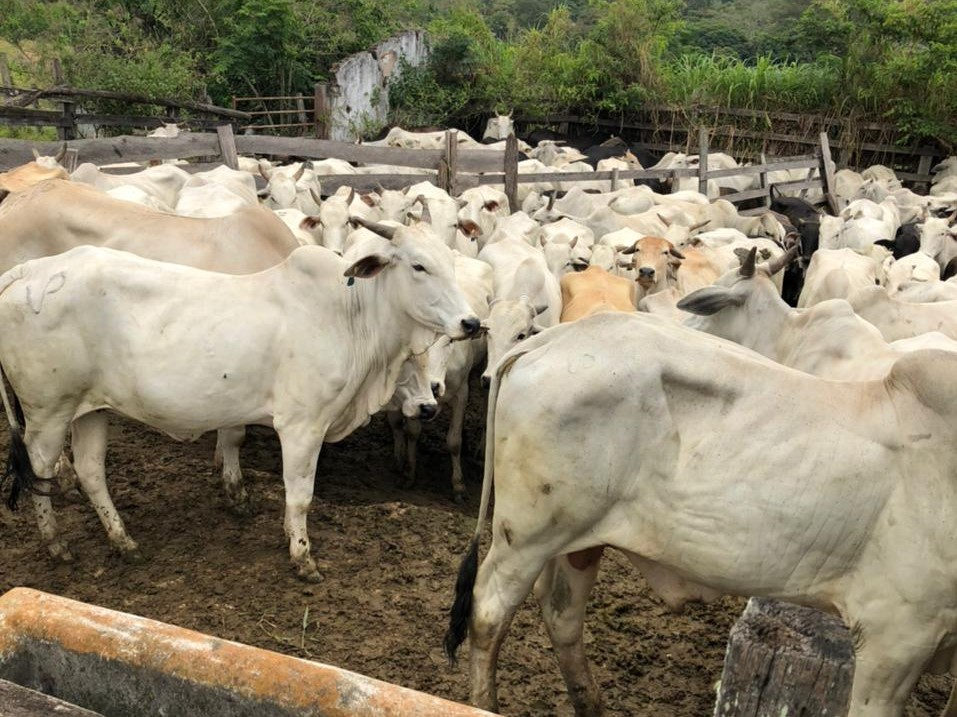 Quadrilha tenta roubar carretas com 150 cabeças de gado, em São José dos Campos