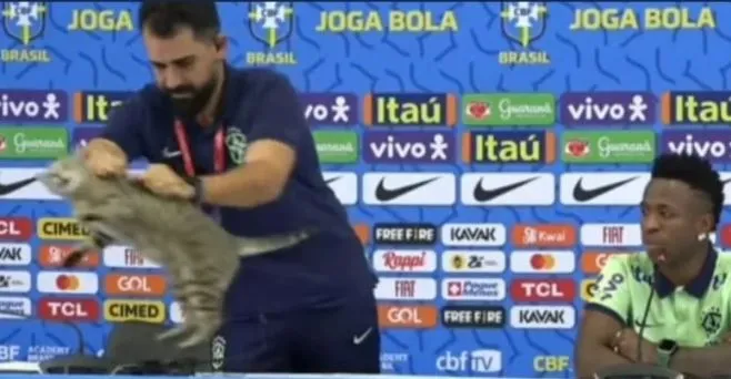 Torcedores supersticiosos culpam o gato pela eliminação; veja os memes