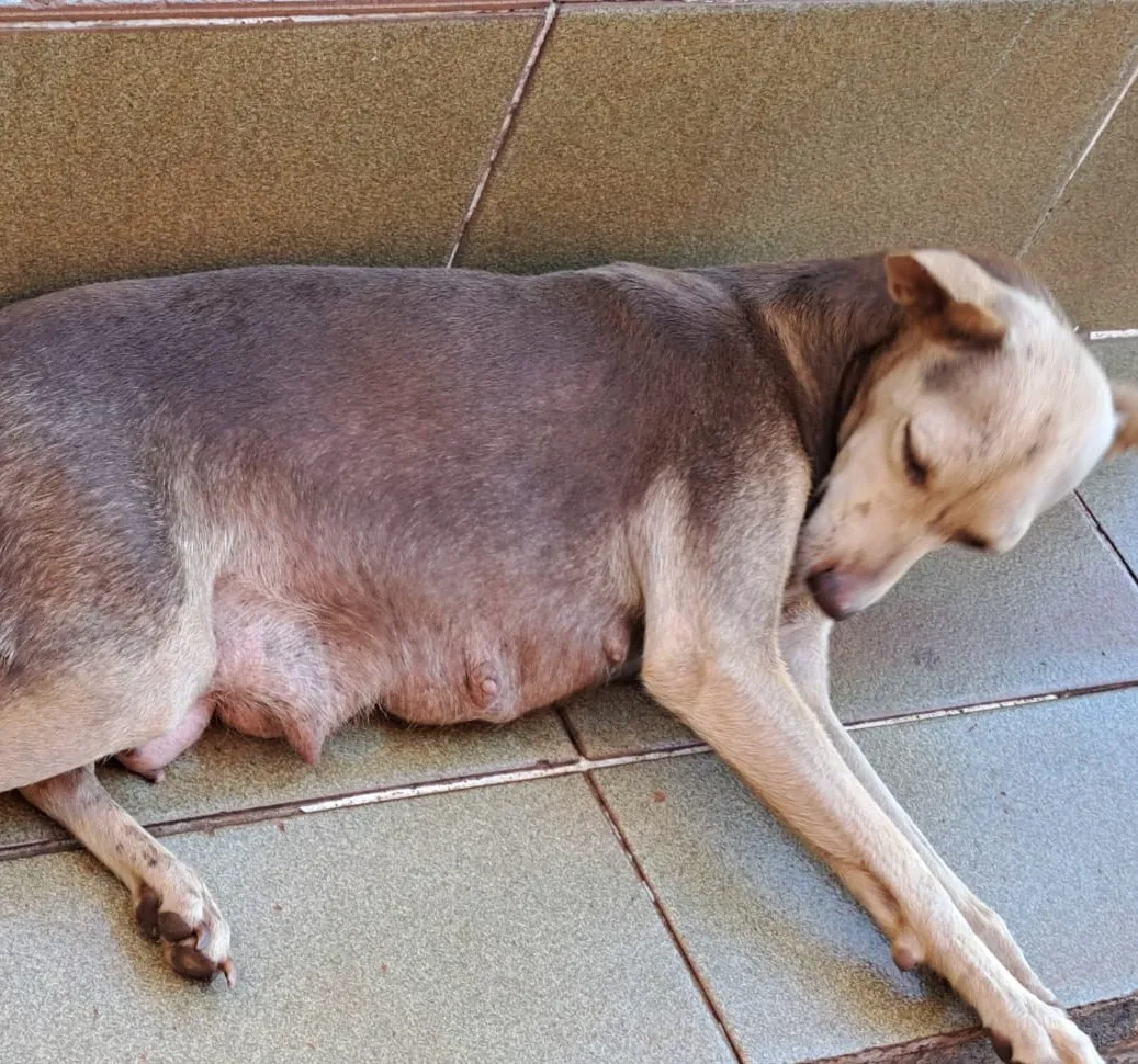 A cadela estava com sangramento no quintal da casa