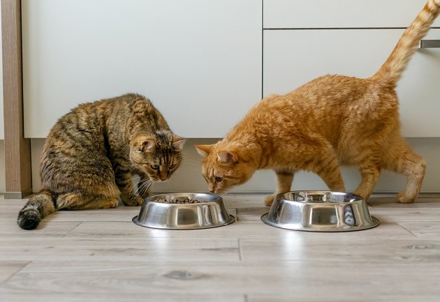 O que fazer quando o filhote atrapalha os mais gatos mais velhos na hora de comer? Manu Karsten responde Envato Elements