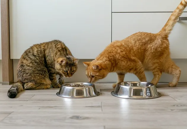 O que fazer quando o filhote atrapalha os mais gatos mais velhos na hora de comer? Manu Karsten responde