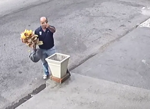 Após vídeo viralizar na internet, taxista devolve planta furtada no Rio de Janeiro