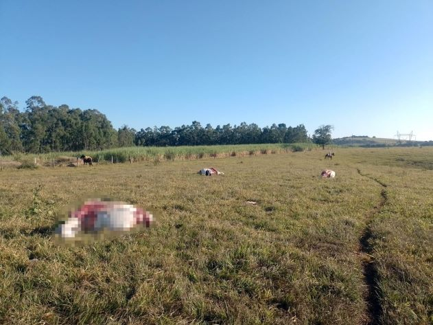 Criminosos levaram apenas os cortes nobres dos animais  Divulgação/Prefeitura de Limeira 