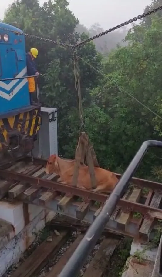 Vaca presa nos trilhos causa suspensão de trens na extensão de Guapimirim