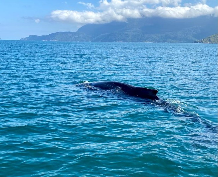 Baleia jubarte se aproximou para “espiar” barco de turismo em Ilhabela Julio Cardoso/Baleia a Vista