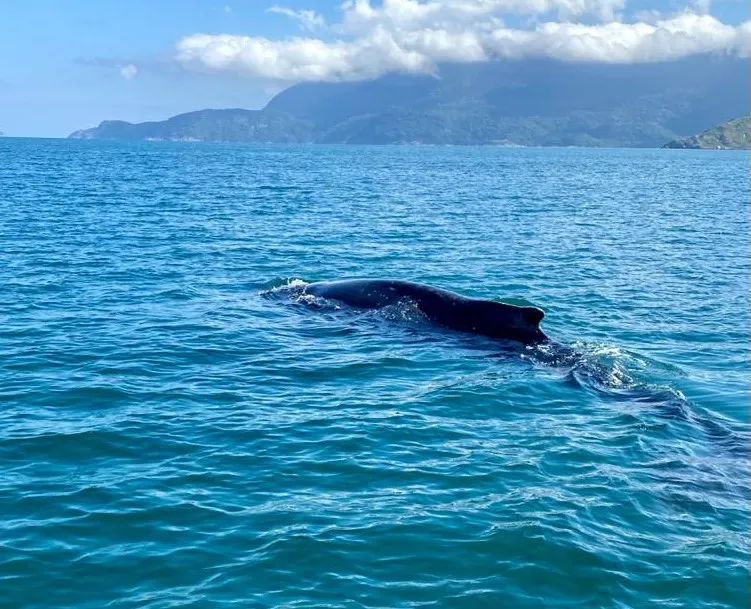 Baleia jubarte se aproximou para “espiar” barco de turismo em Ilhabela