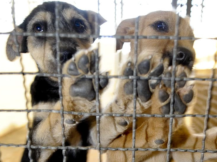 Primeiro Instituto Médico Veterinário Legal do país será inaugurado em Belo Horizonte Foto: Agência Brasil