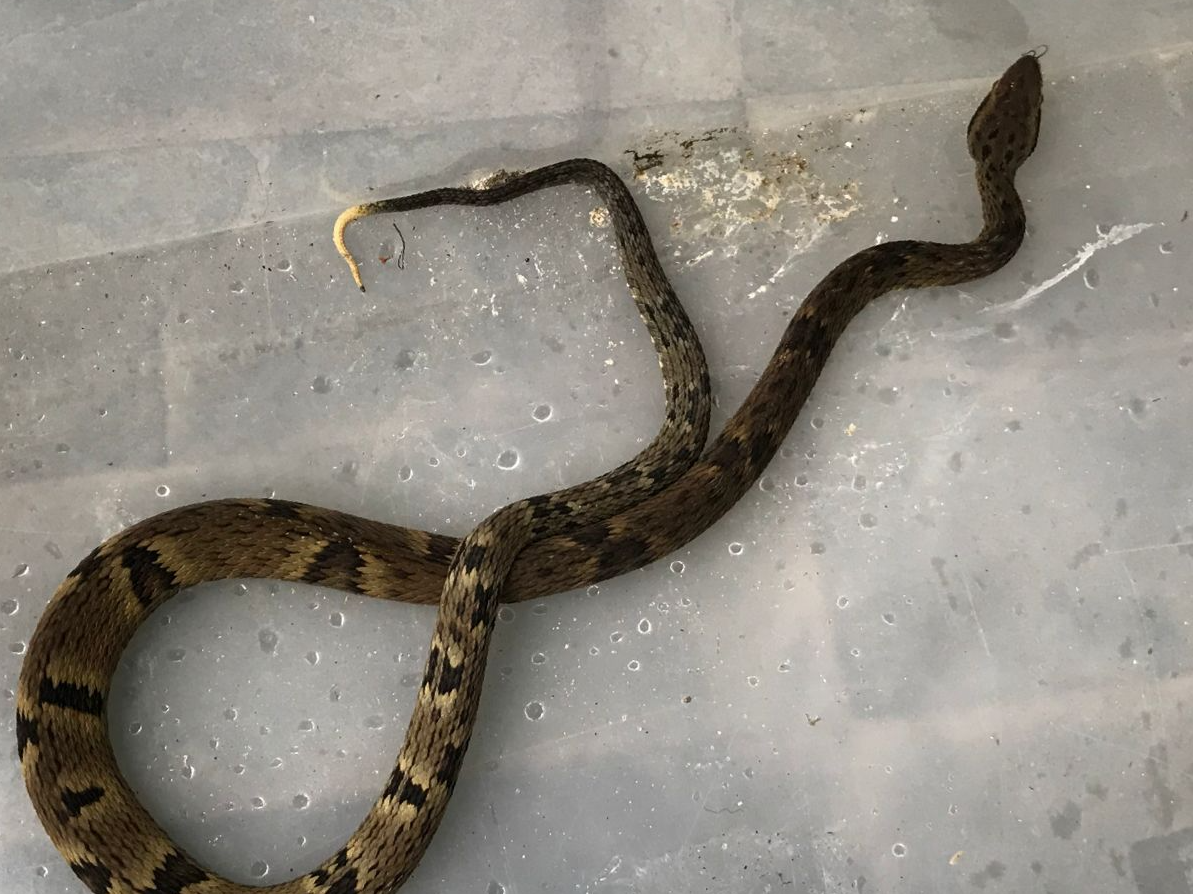 Animal não tinha ferimentos  Polícia Militar Ambiental 