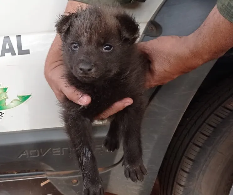 Ele foi solto na região de Araçatuba