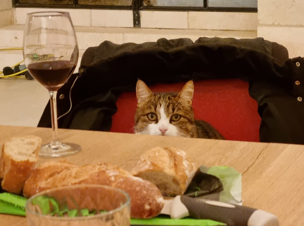 Bolachas e pães não são indicados para gatos