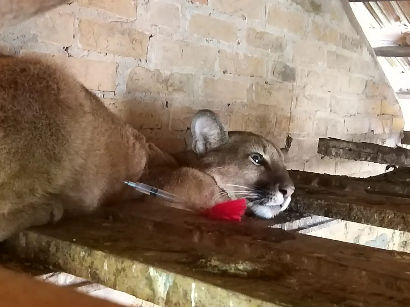 O animal foi sedado e depois capturado