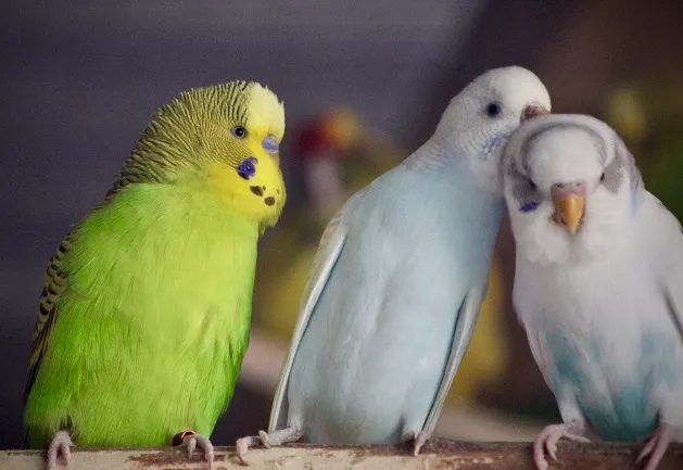 Manu Karsten: pássaros de diferentes espécies visitam juntos varanda de ouvinte para comerem; ouça motivos