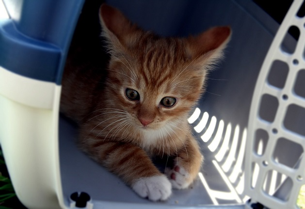 Como acalmar o gato na caixa de transporte? Veterinária responde