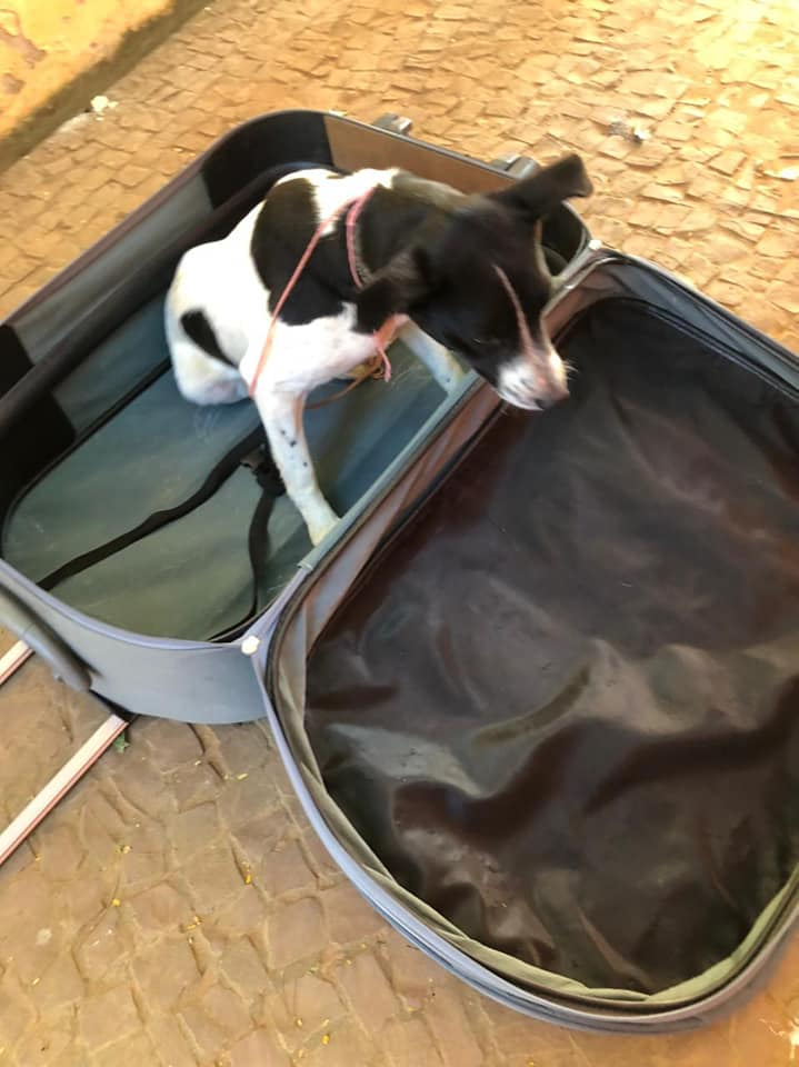 Cachorro é achado em mala na cidade de Cabreúva 