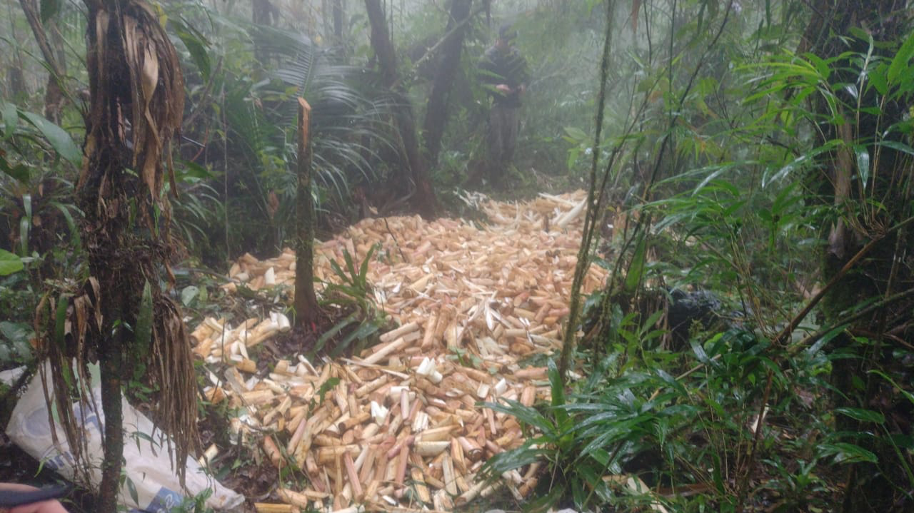 Palmito Juçara é uma espécie ameaçada de extinção e seu corte é proibido Divulgação/ Polícia Ambiental