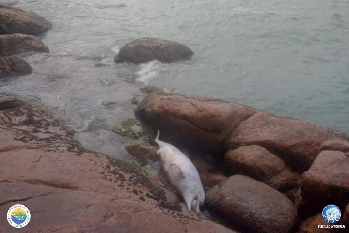 Boto-cinza é encontrado em óbito na praia do Tenório, em Ubatuba Divulgação/ Instituto Argonauta