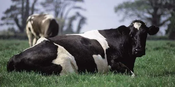 Ministério da Agricultura confirma dois casos "atípicos" da doença da "vaca louca"
