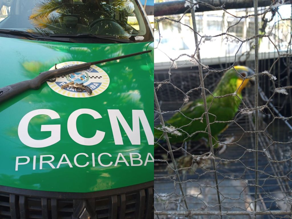 Armas ilegais e a ave foram encontrados em uma casa de Piracicaba. Reprodução/ROMU