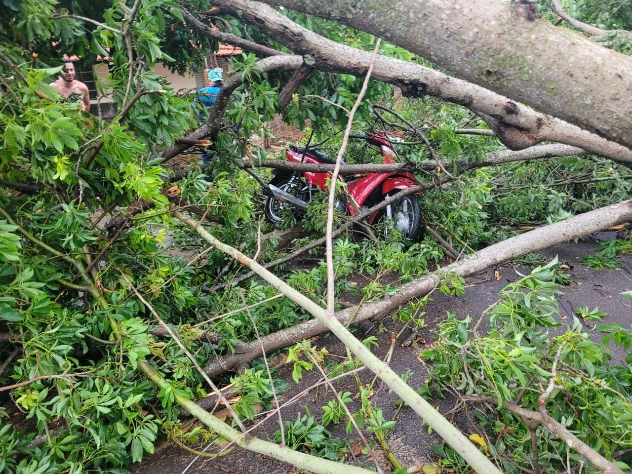 Uma motocicleta foi atingida por uma árvore durante as chuvas