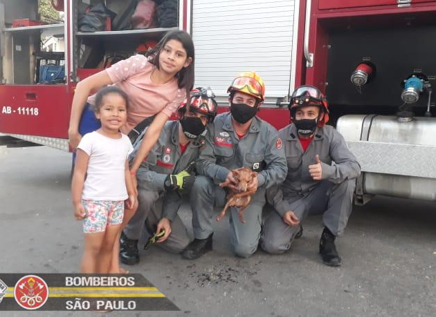 Ele foi salvo e entregue às tutoras, que eram duas crianças. Divulgação/Corpo de Bombeiros