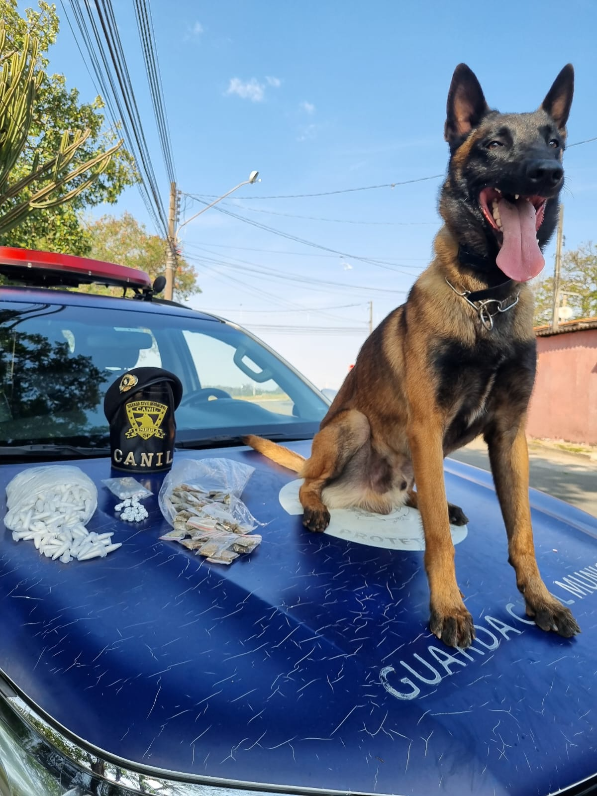 Cão Bono Imagens/Jilles Ragonha