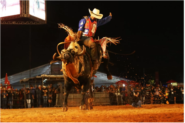 Com a decisão, MG fica proibida de realizar, autorizar ou promover eventos de rodeio. Circuito Nacional de Rodeio/Divulgação