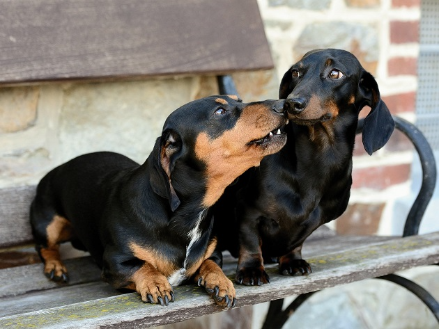 Saiba o que fazer quando cachorros se estranham na mesma casa Pixabay/Reprodução