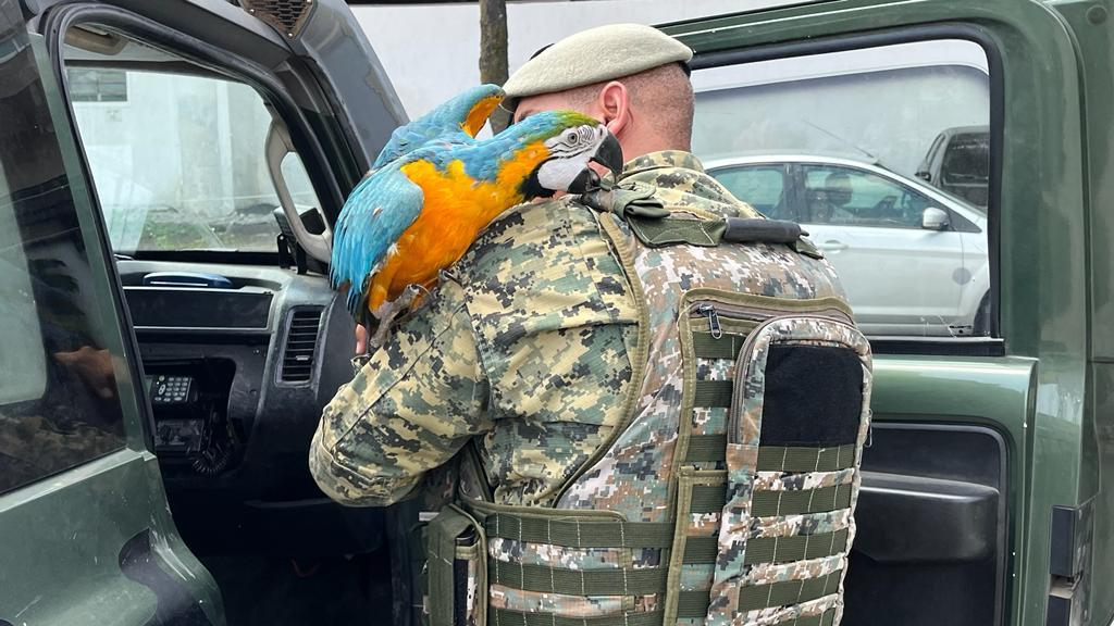 Arara foi resgatada pela Polícia Militar em Campo Grande Divulgação/Disque-Denúncia Rio